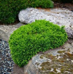 Losona paciprese 'Green Globe'